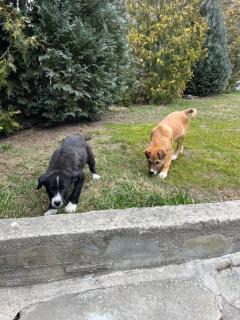 Pensiunea Un colț de Rai - 4