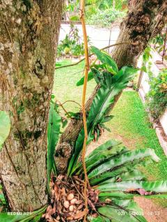 Sanithu Homestay and villa Galle - 3