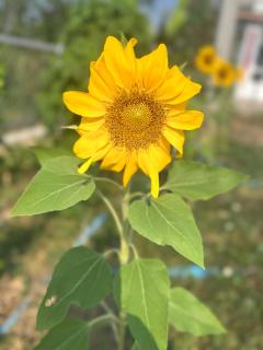 Saint Jira Hotel - 9