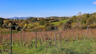 Montecarlo Winery - in a Tuscan Farm with Wi-Fi - 9