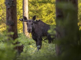 5 person holiday home in MYRESJÖ - 4