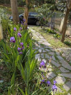 Il giardino segreto - 7