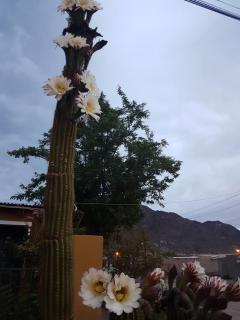 Cardones de Molinos - 1