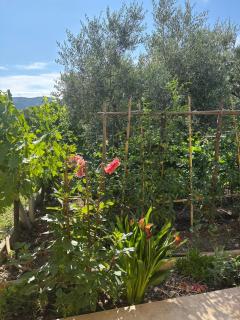 Charmante maison en pierre avec jardin - 2