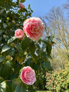 Villa MONTGOMMERY - 9