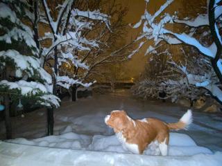 Yemyeşil tatil köyünde müstakil ev - 6