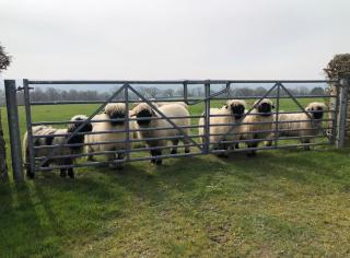 The Woolly Sheep Shepherd Huts - 9