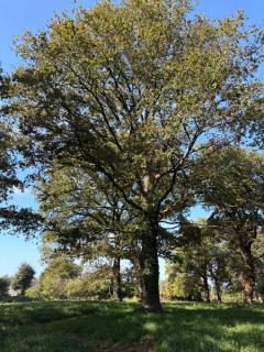 Manoir Saint-André,B&B de charme - 5