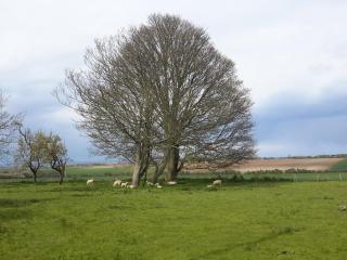 The Old Rectory - Deal - 5