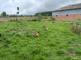 Les 3 Roseaux- gîte au cœur du marais audomarois - 7