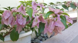 Case à Oculie Le Gosier - 9