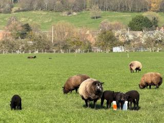 Crane Hill Lookout - 2