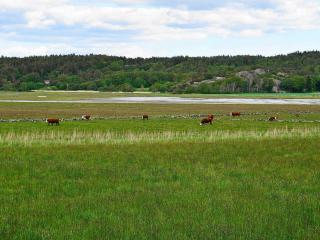 5 person holiday home in VAREKIL - 2