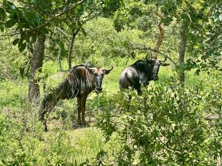 Syeta Bush Lodge - Wildebeest - 0