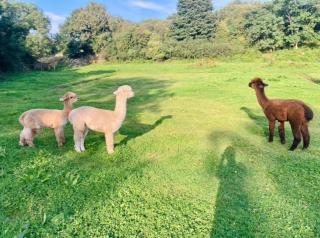 Rustic Charm Retreat in Londonderry Countryside - 3