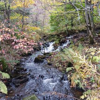 Gîte les Bois - 45 m2 - 5