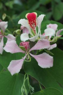 Hotel Vista al Tortuguero - 5