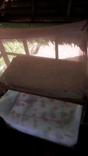 Lilies Of The Field - 1