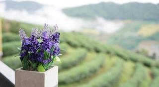 101 Tea Green View - 2