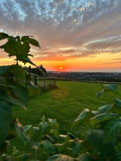 Goldener Blick - 6