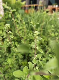 晴天慢旅 Lumière - 4