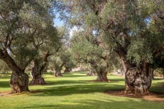 Masseria Buganvillea - 1