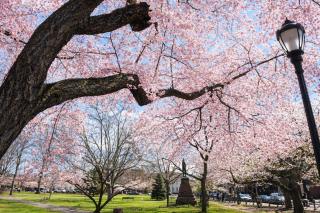 Groups Walk to Yale Updated & Open Parking - 7