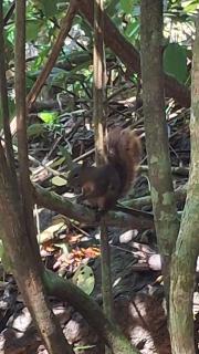 Vista Alta Ecolodge Bahia Drake - 4