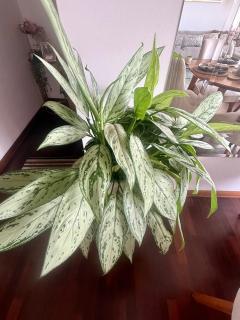 Killa 11 Selection - 6