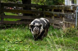 Country Cabin - Escape to the Country - 9