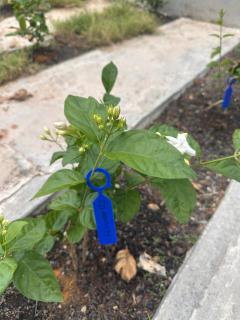 茉莉疗愈民宿 Jasmine Healing Homestay Mentakab - 7