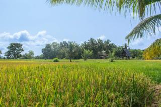 Mango Liyadda Villa - 4