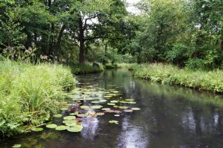 BluGarden Ferienapartments im Spreewald - Lübben - 4
