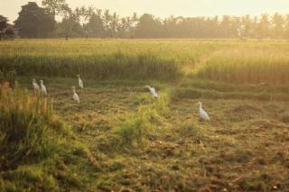 Villa Artha Teges - 3 Unit Villa in Ubud with Ricefield View - 2