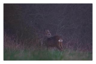 L'atelier des rêves - 4