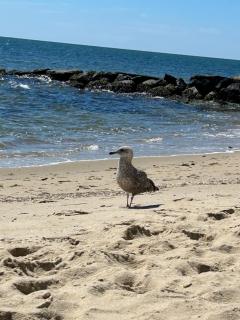 Willows Studio Cottage - 3