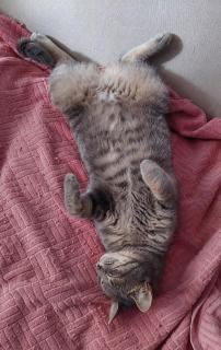 Cats & Blues - 1