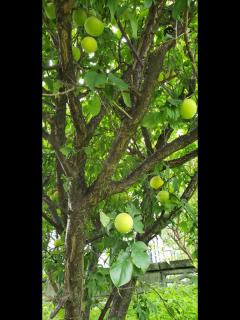 Strawberry Villa - Vacation STAY 17856 - 8