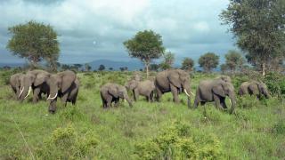 Daga Tented Camp - 1