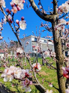 Villa Kally Fruska Gora - Velika Remeta - 1