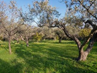 Villa Oliva - 5000m2 Olive Grove - BBQ - Ideal for Families & Groups - 4