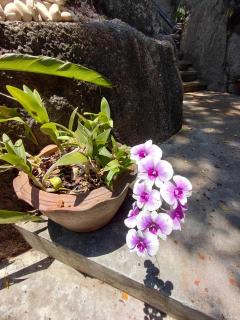 Four Flowers Villa - 5