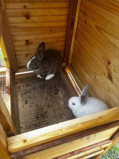 The house in the Moshav - 2