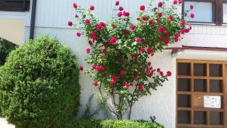 Ferienwohnung Kaiser - 9