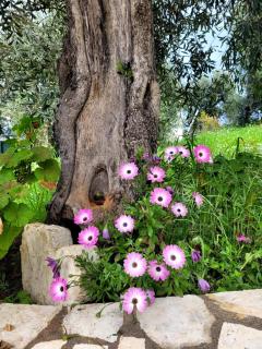 Gelbes Haus Korfu - 2