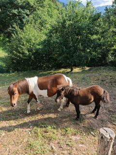 Le Rive nel bosco - 9