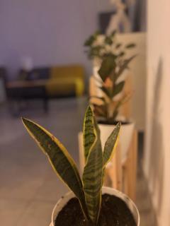 Alma Patagónica, Tu Departamento en el Centro - 4