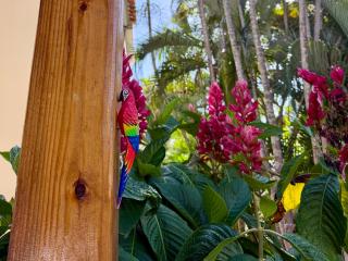 Exclusive Tropical 2 Bedroom Villa with Private Garden - Beach Access - Bávaro, Punta Cana - Punta Cana - 4