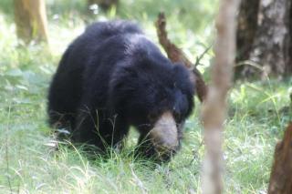 The LeoEye Wilpattu - 4