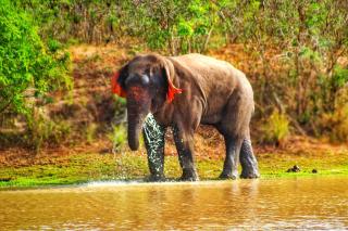 The LeoEye Wilpattu - 3